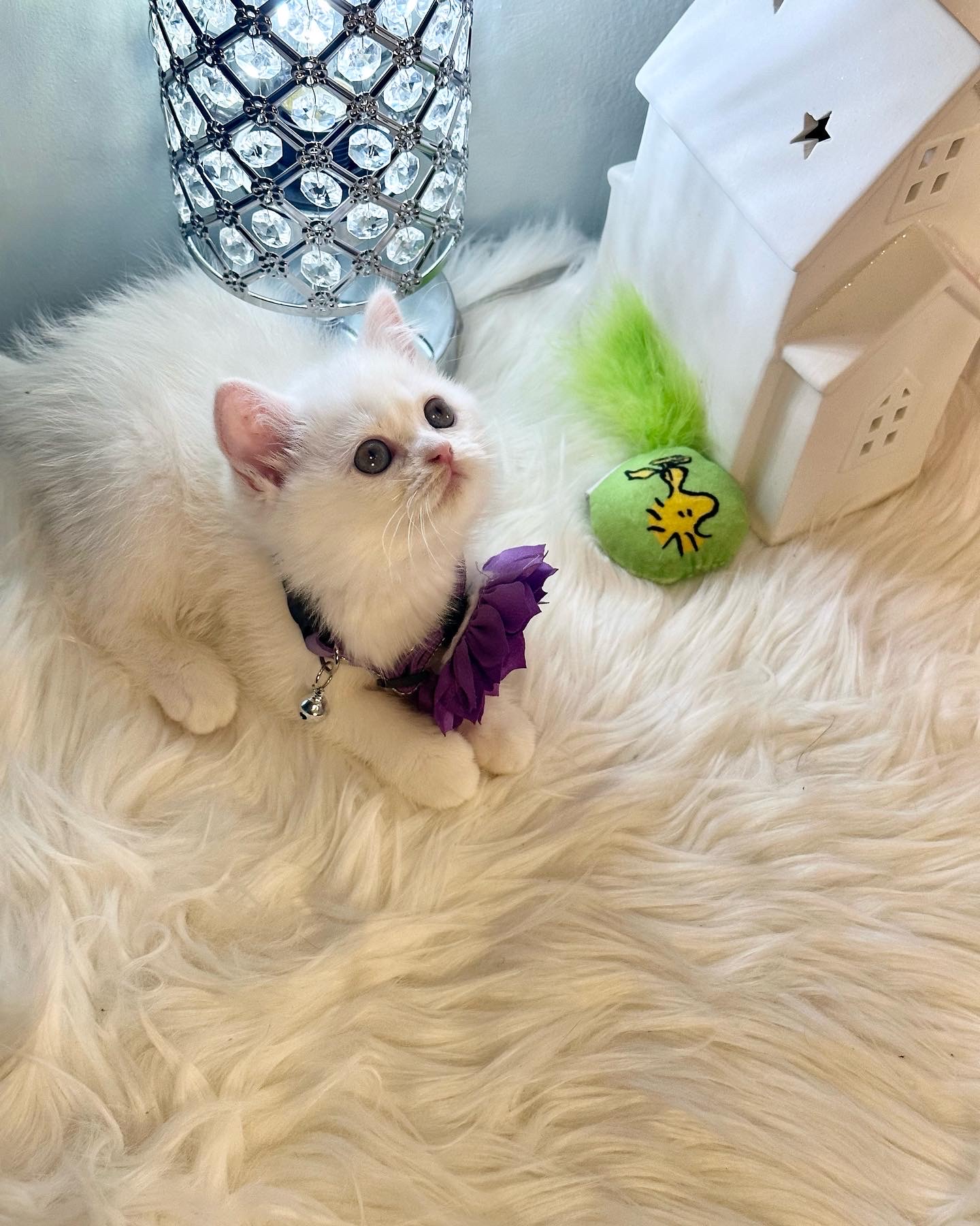 Luna the sweetest white British shorthair with blue eyes female kitten 9 weeks old